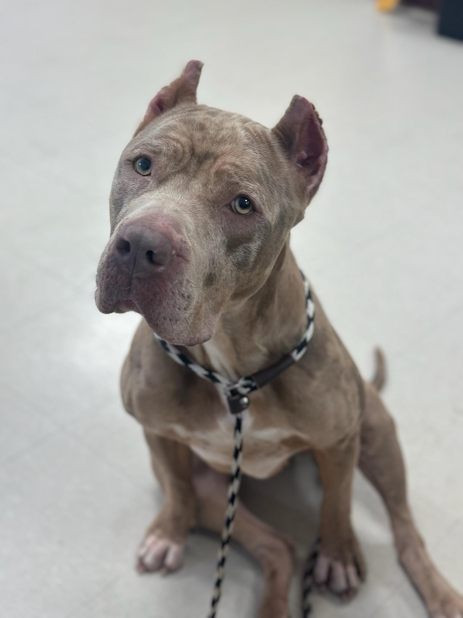 Enlarge Zelda , a ADOPTABLE Cane Corso in Clayton, NJ image 1/3