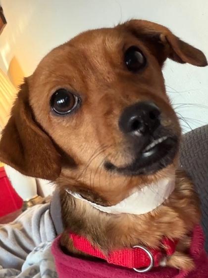 Molly, Adoptable, Puppy Female Feist & Mixed Breed.