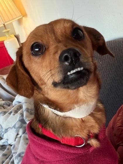 Molly, a Adoptable mixed breed in Malvern, PA image 2/3