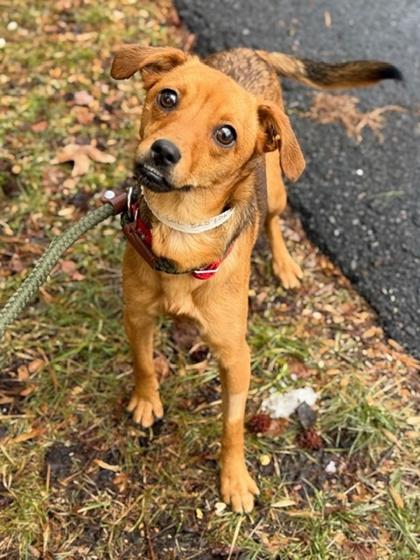 Enlarge Molly, a Adoptable mixed breed in Malvern, PA image 3/3