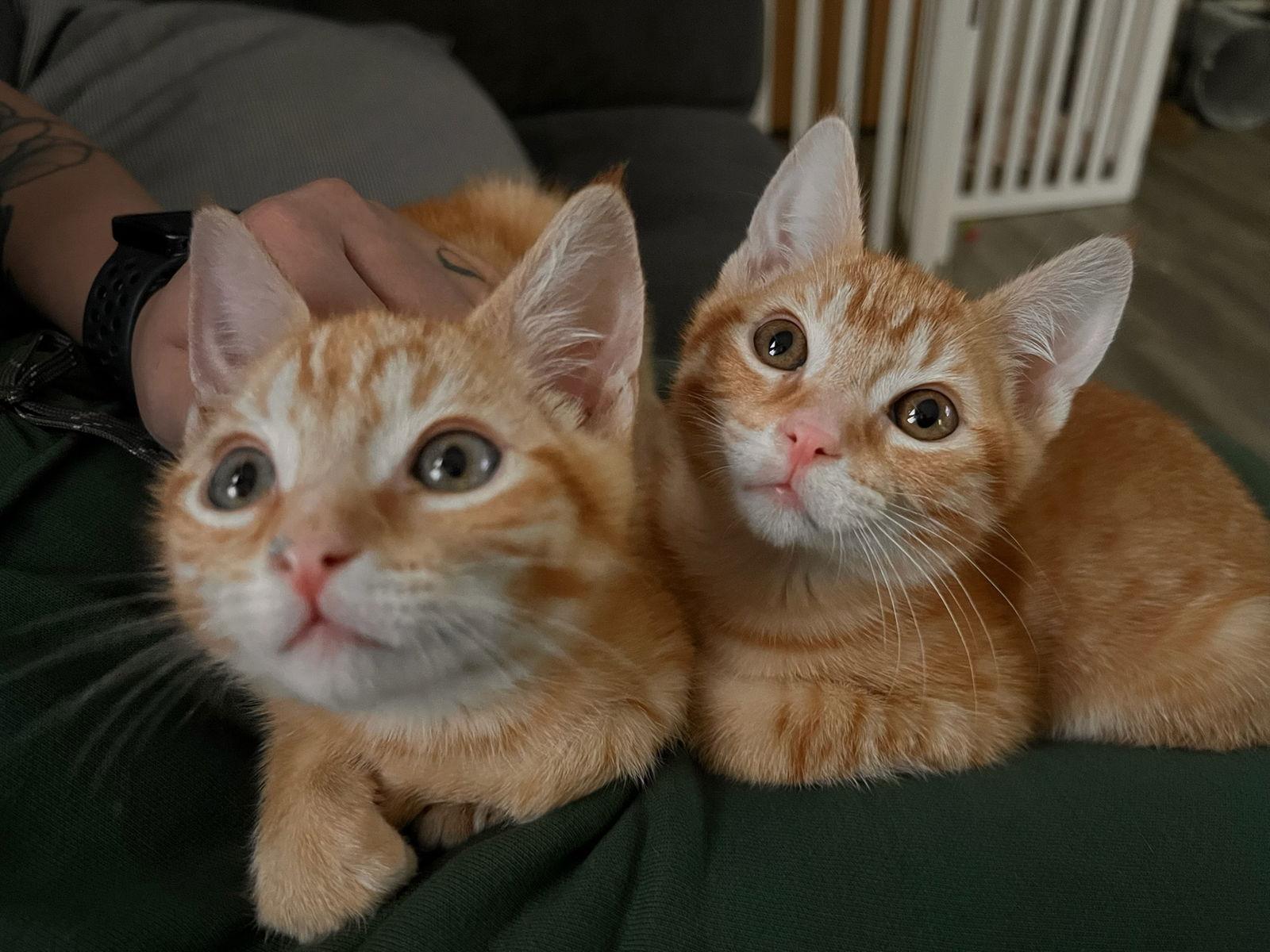 Enlarge Kilo & Koda, a Adopted Domestic Short Hair in Burlington, WA image 1/3