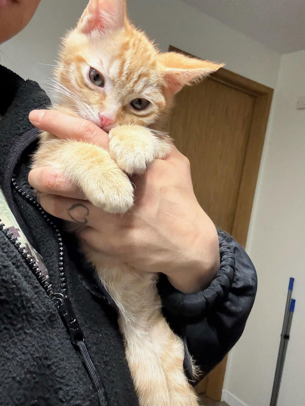 Enlarge Kilo & Koda, a Adopted Domestic Short Hair in Burlington, WA image 3/3