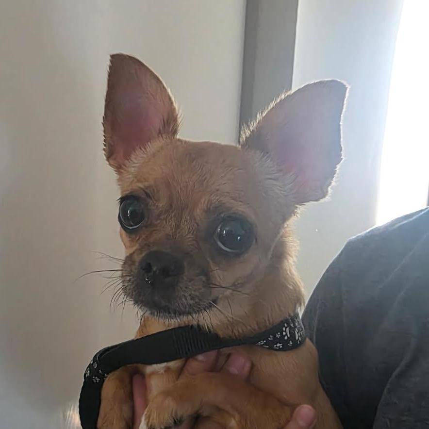 Barbie, Adoptable, Adult Female Chihuahua.