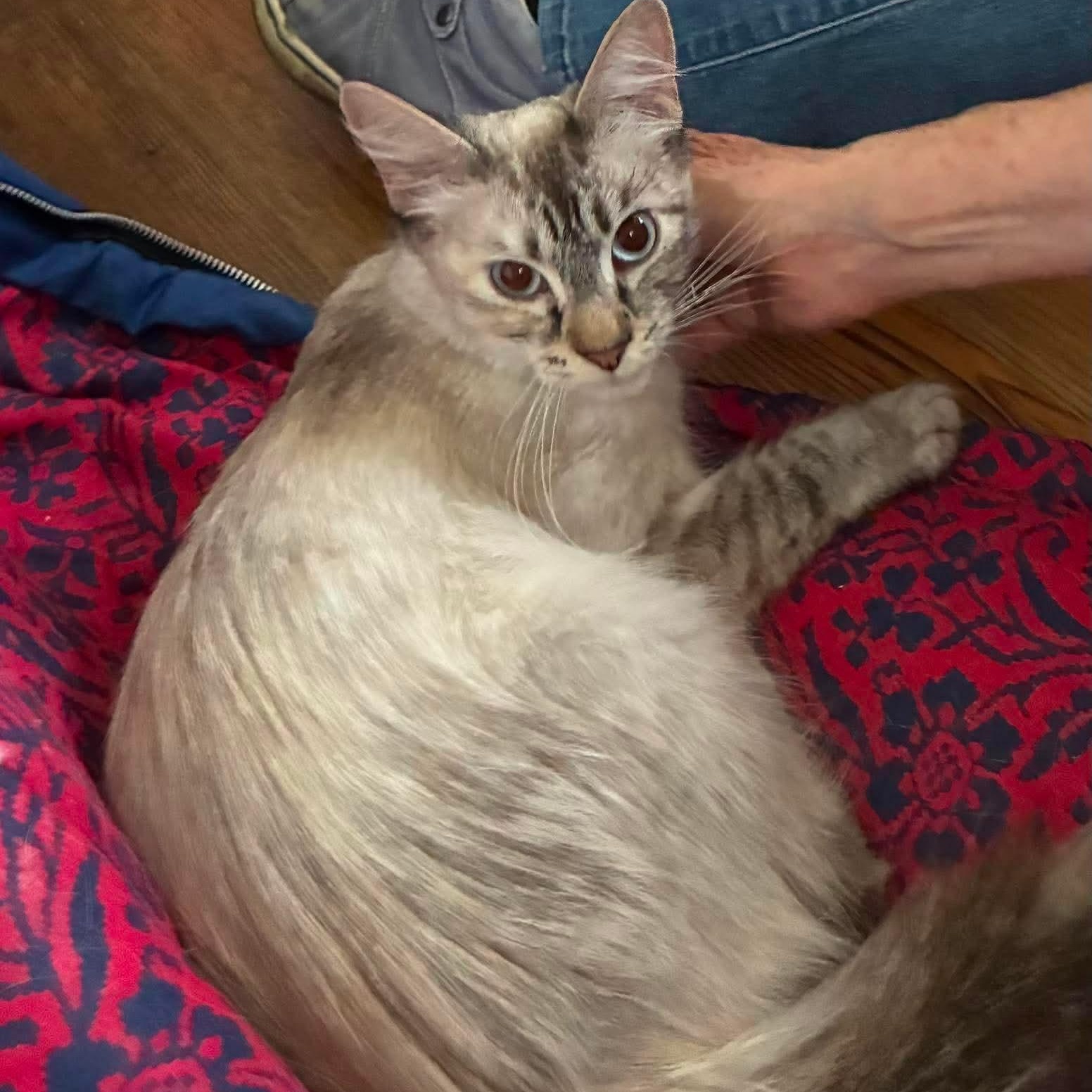 Enlarge Honeydew, a Adopted Siamese in Eureka, CA image 2/2