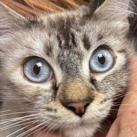 Enlarge Honeydew, a Adopted Siamese in Eureka, CA image 1/2