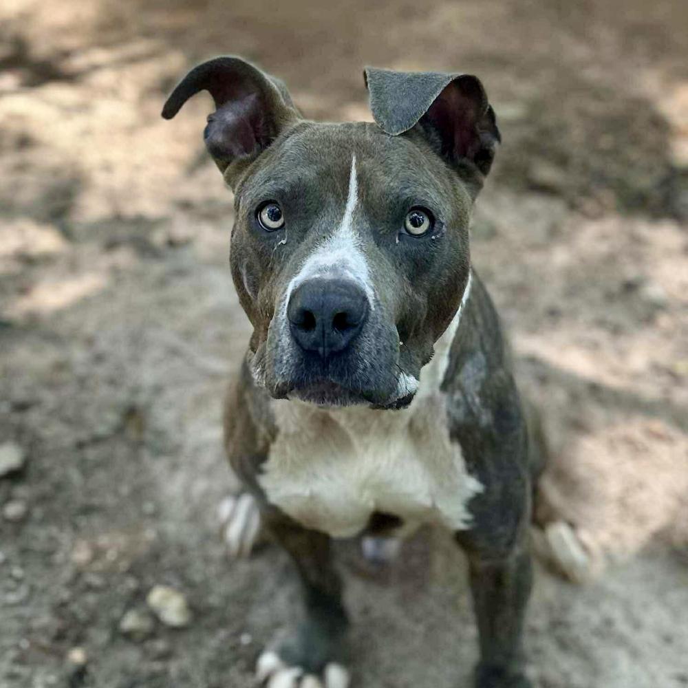 Tiny Tony thumbnail 2