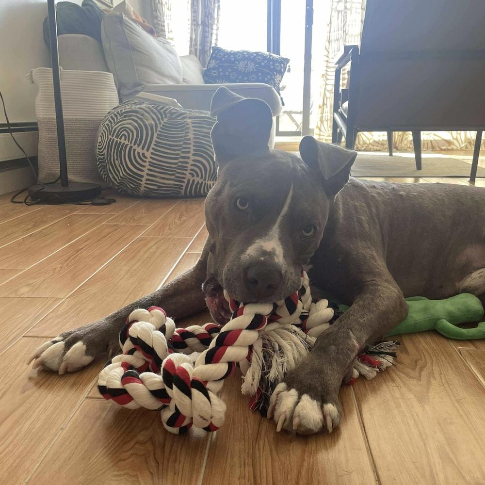 Tiny Tony thumbnail 3