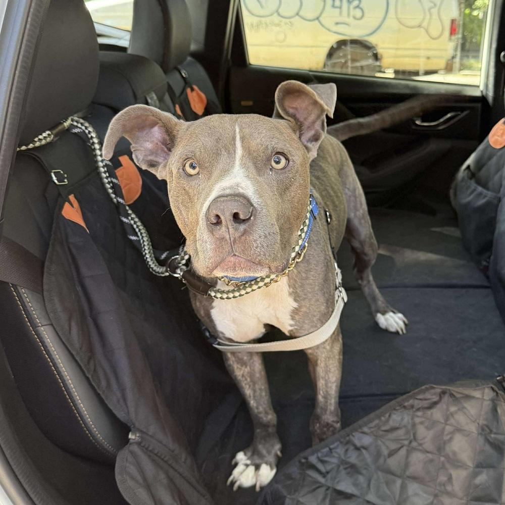 Tiny Tony thumbnail 6