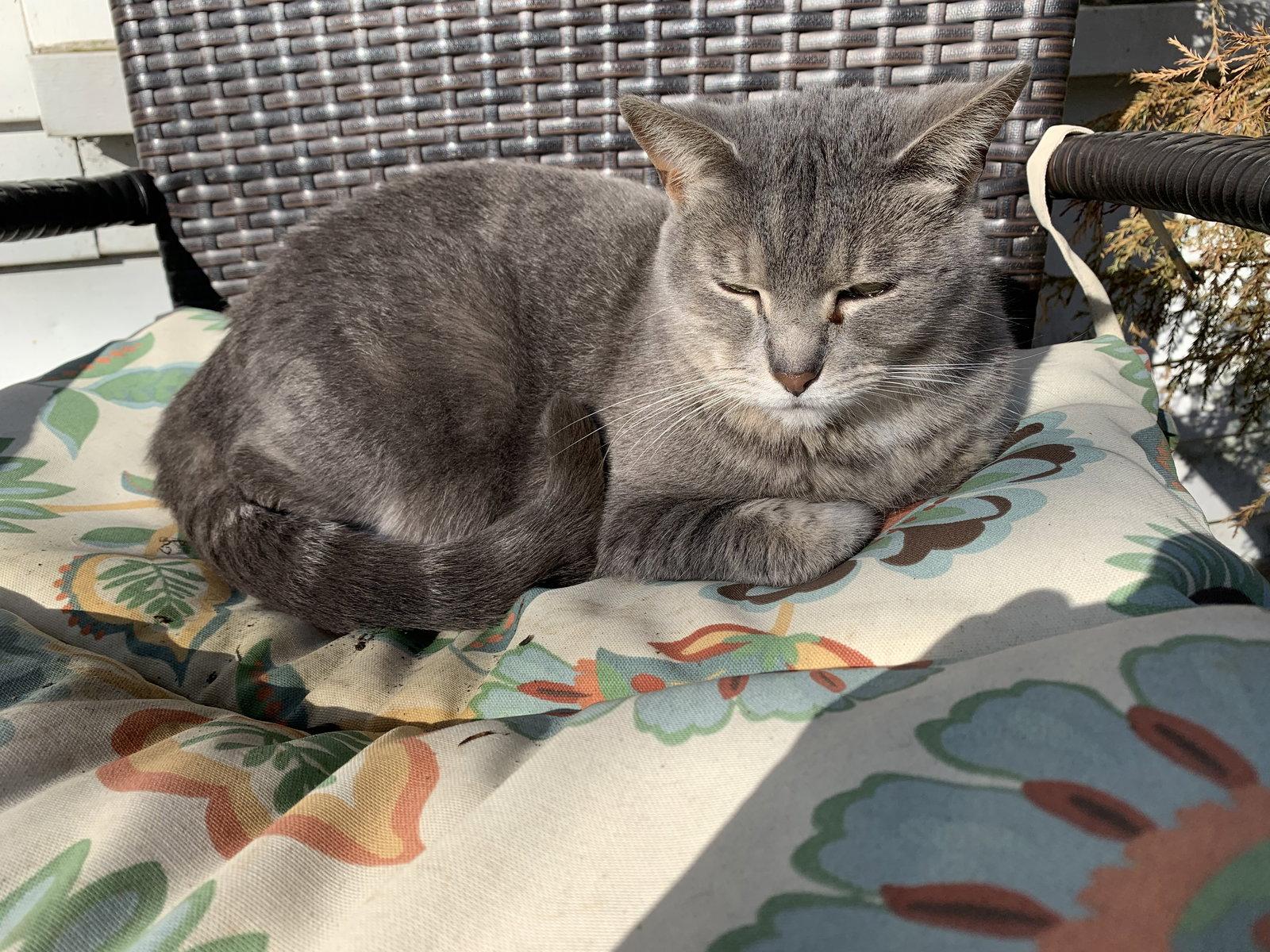 Anastasia, Adoptable, Adult Female Domestic Medium Hair.