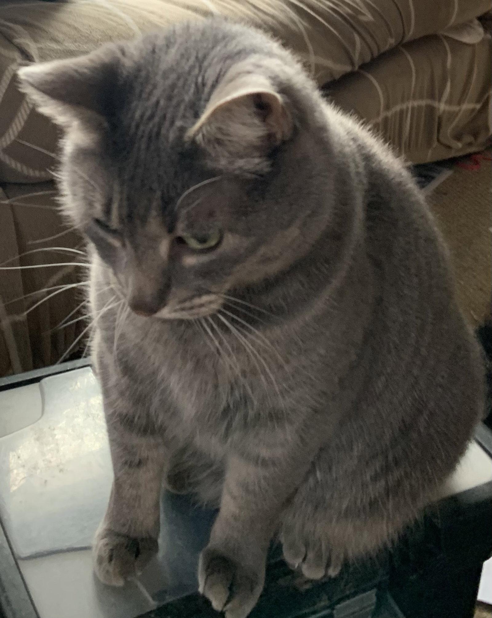 Enlarge Anastasia, a Adoptable Domestic Medium Hair in Versailles, KY image 2/3