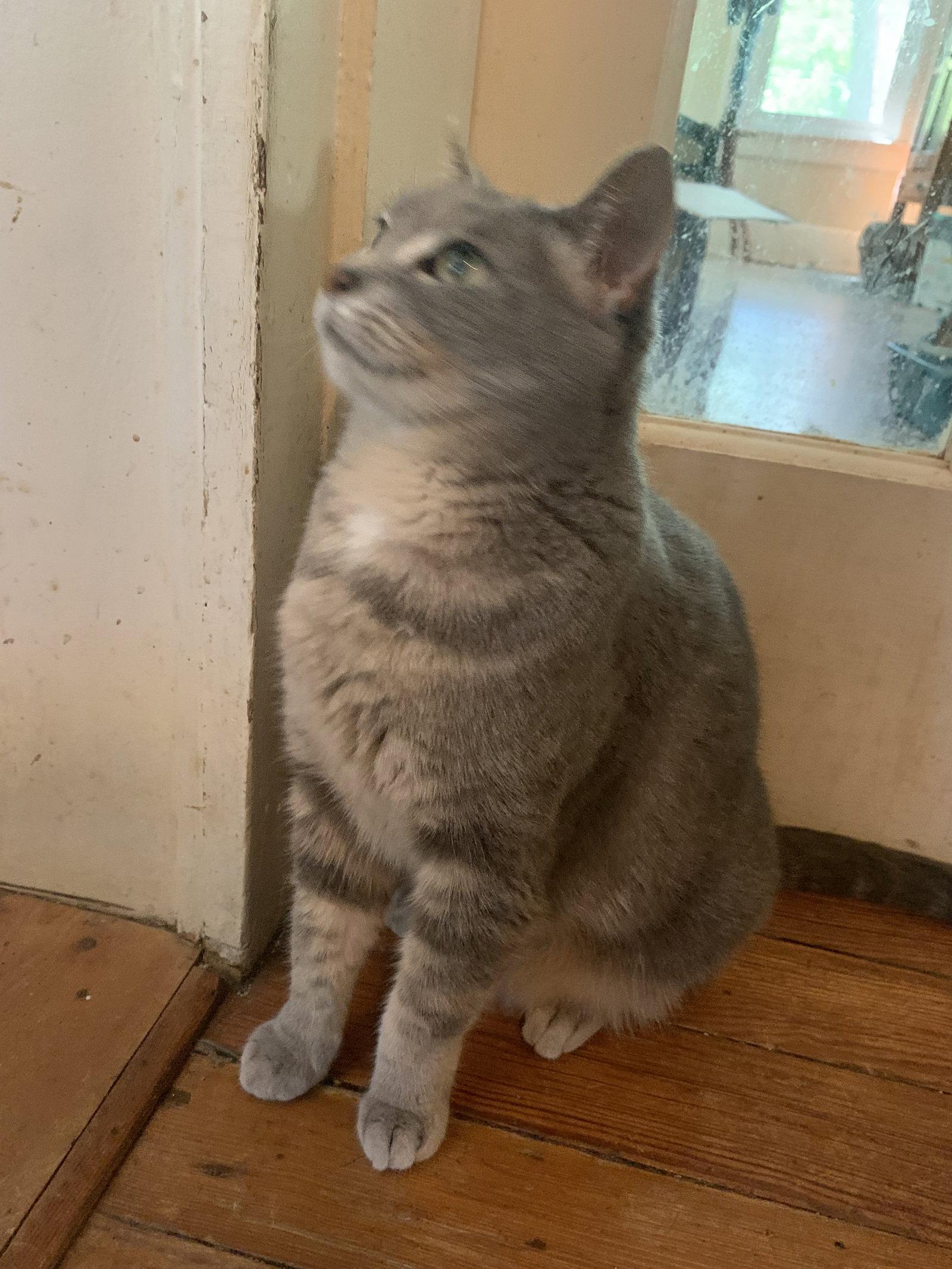 Enlarge Anastasia, a Adoptable Domestic Medium Hair in Versailles, KY image 3/3