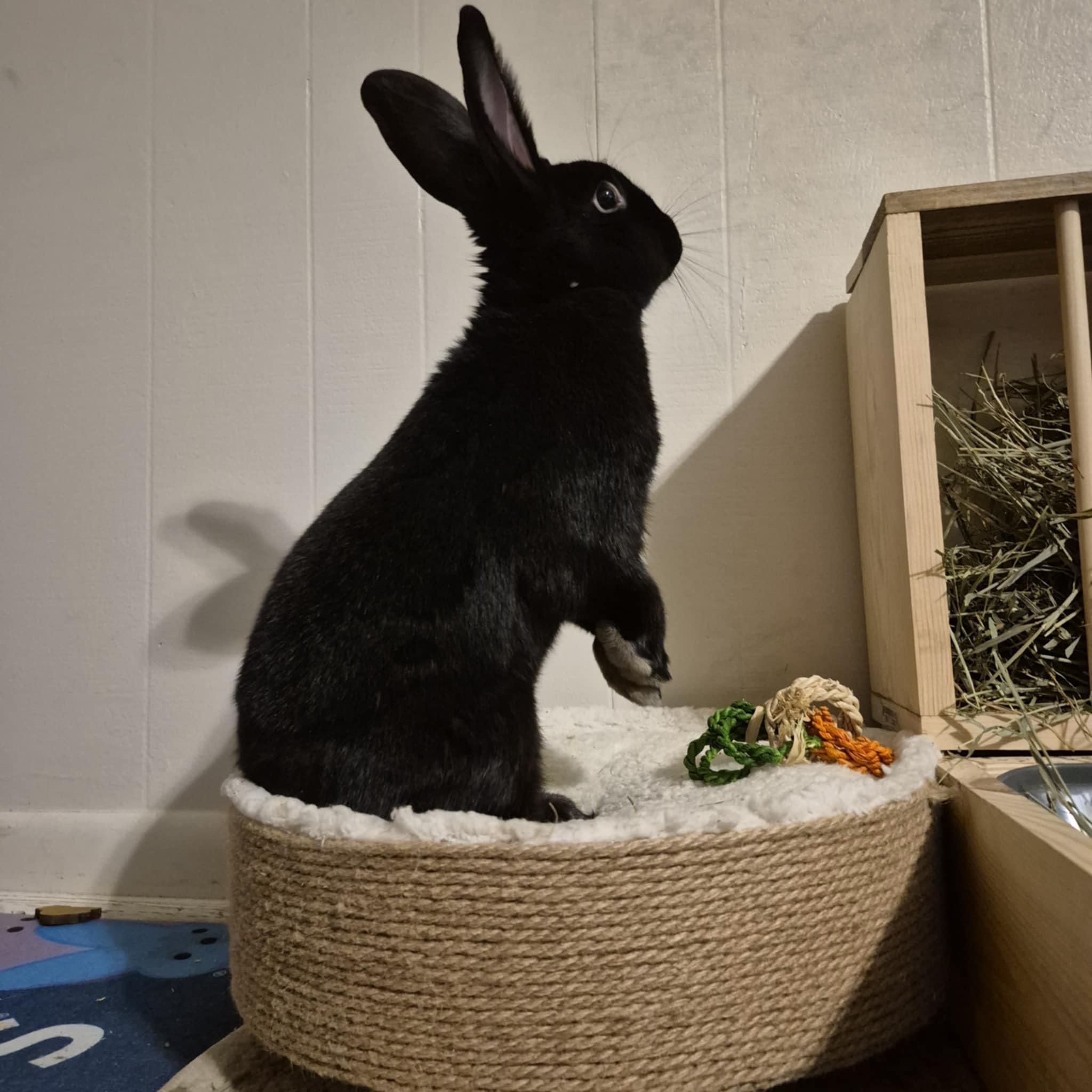 Enlarge Prissy Priscilla, a Adoptable mixed breed in Little Rock, AR image 1/4