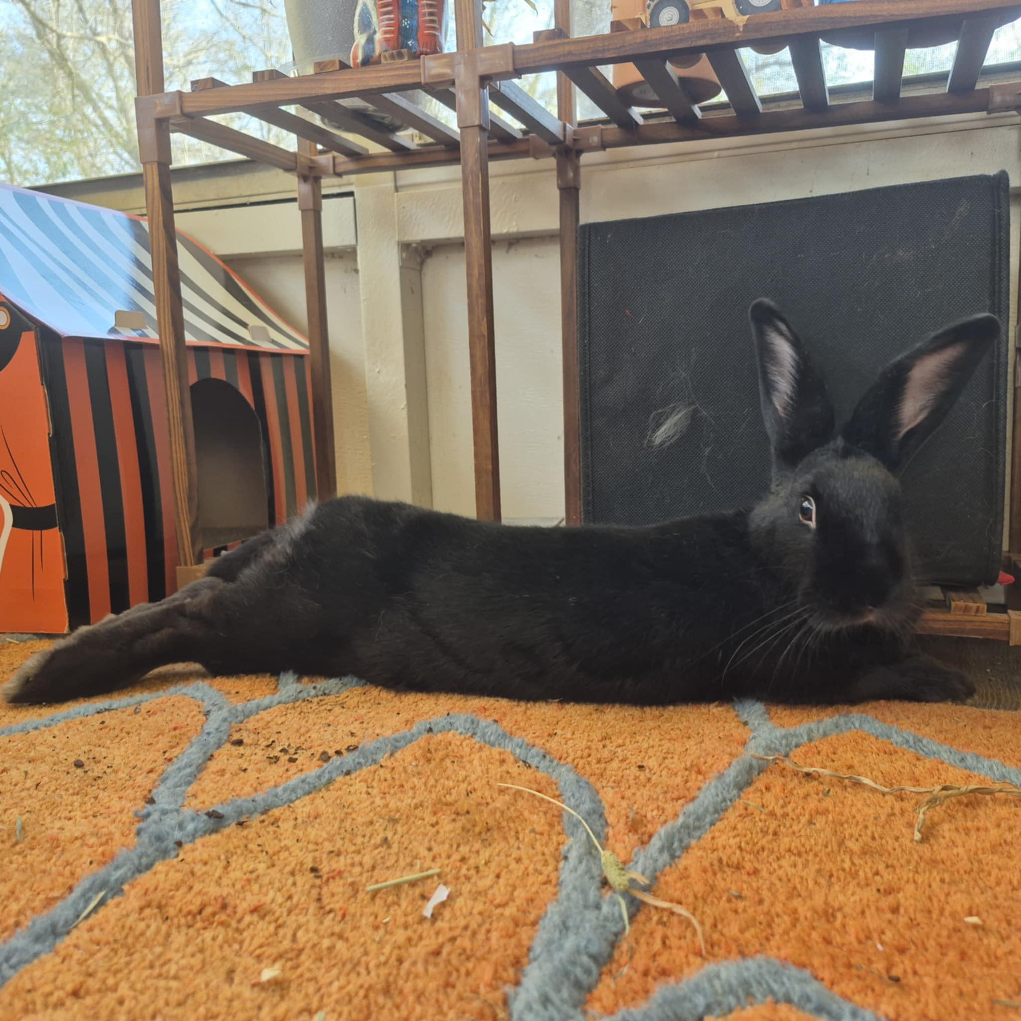 Enlarge Prissy Priscilla, a Adoptable mixed breed in Little Rock, AR image 2/4