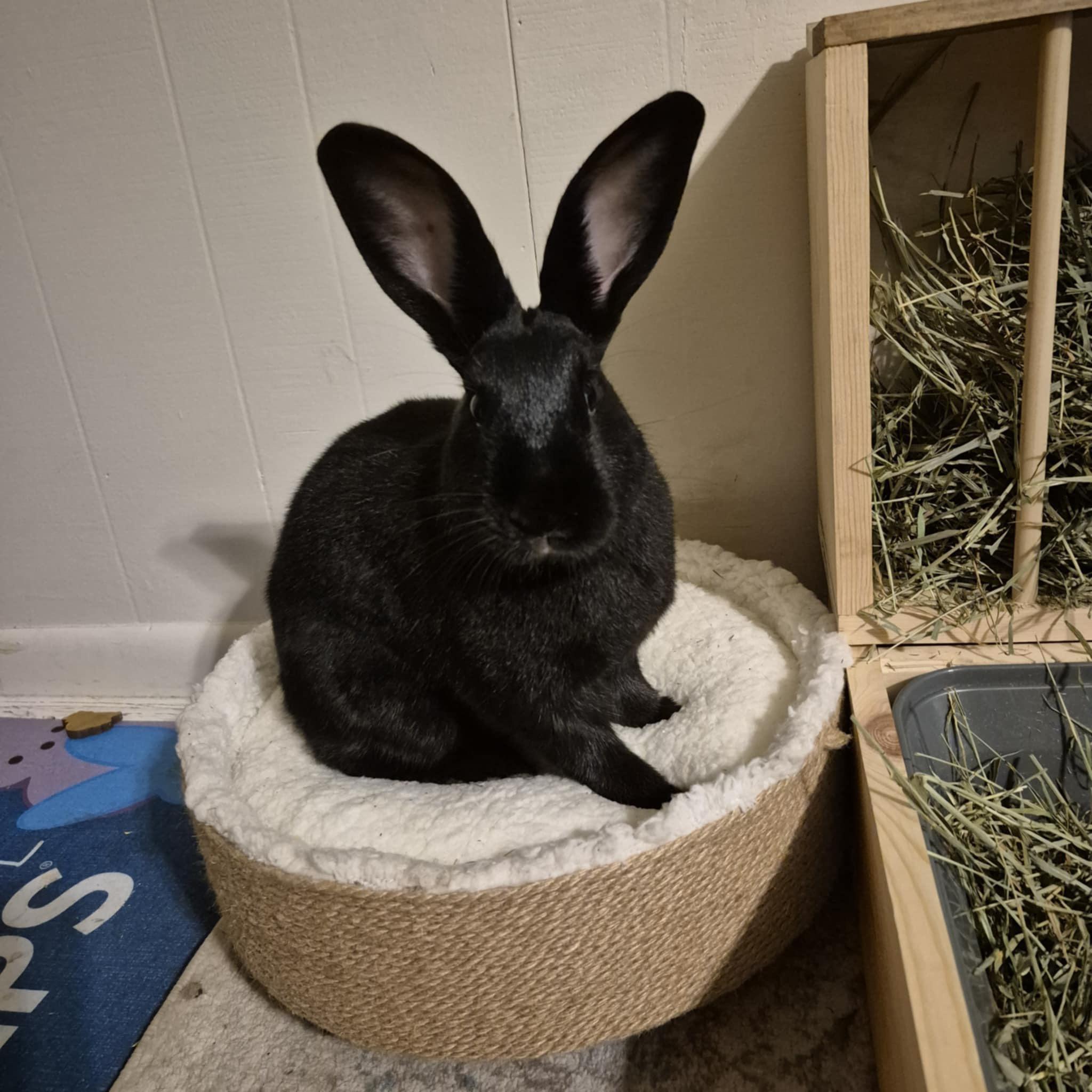 Enlarge Prissy Priscilla, a Adoptable mixed breed in Little Rock, AR image 3/4