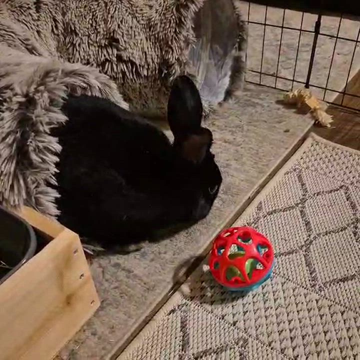 Enlarge Prissy Priscilla, a Adoptable mixed breed in Little Rock, AR video 4/4