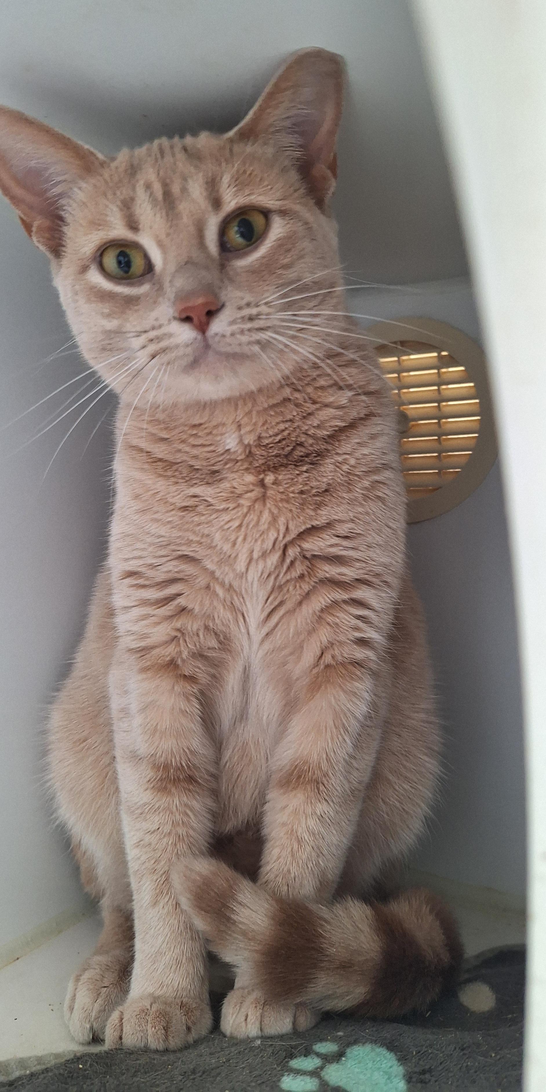 Enlarge Barn Cats, a Adoptable Domestic Short Hair in Stanton, KY image 5/5