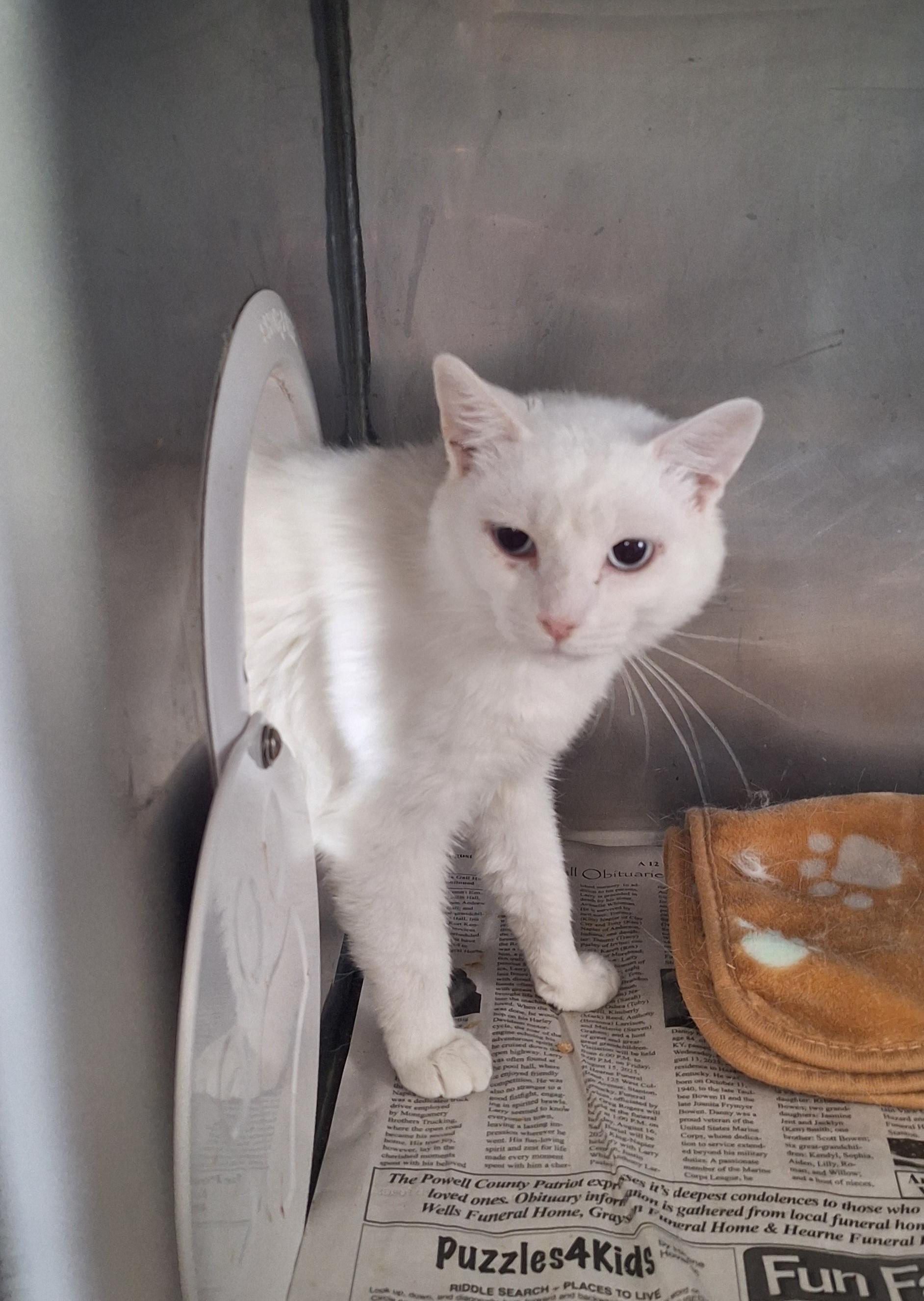 Enlarge Barn Cats, a Adoptable Domestic Short Hair in Stanton, KY image 3/5