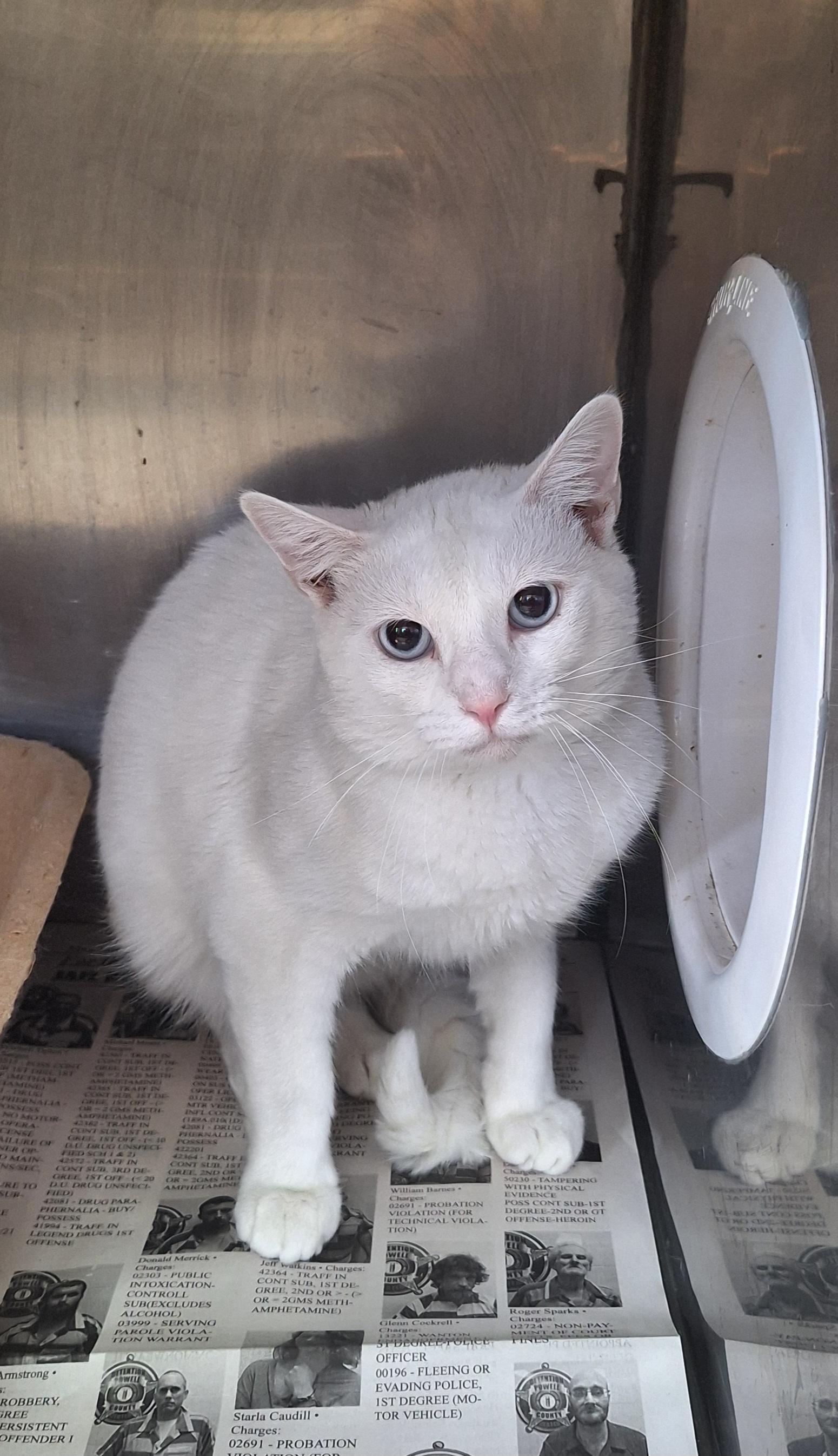 Enlarge Barn Cats, a Adoptable Domestic Short Hair in Stanton, KY image 1/5