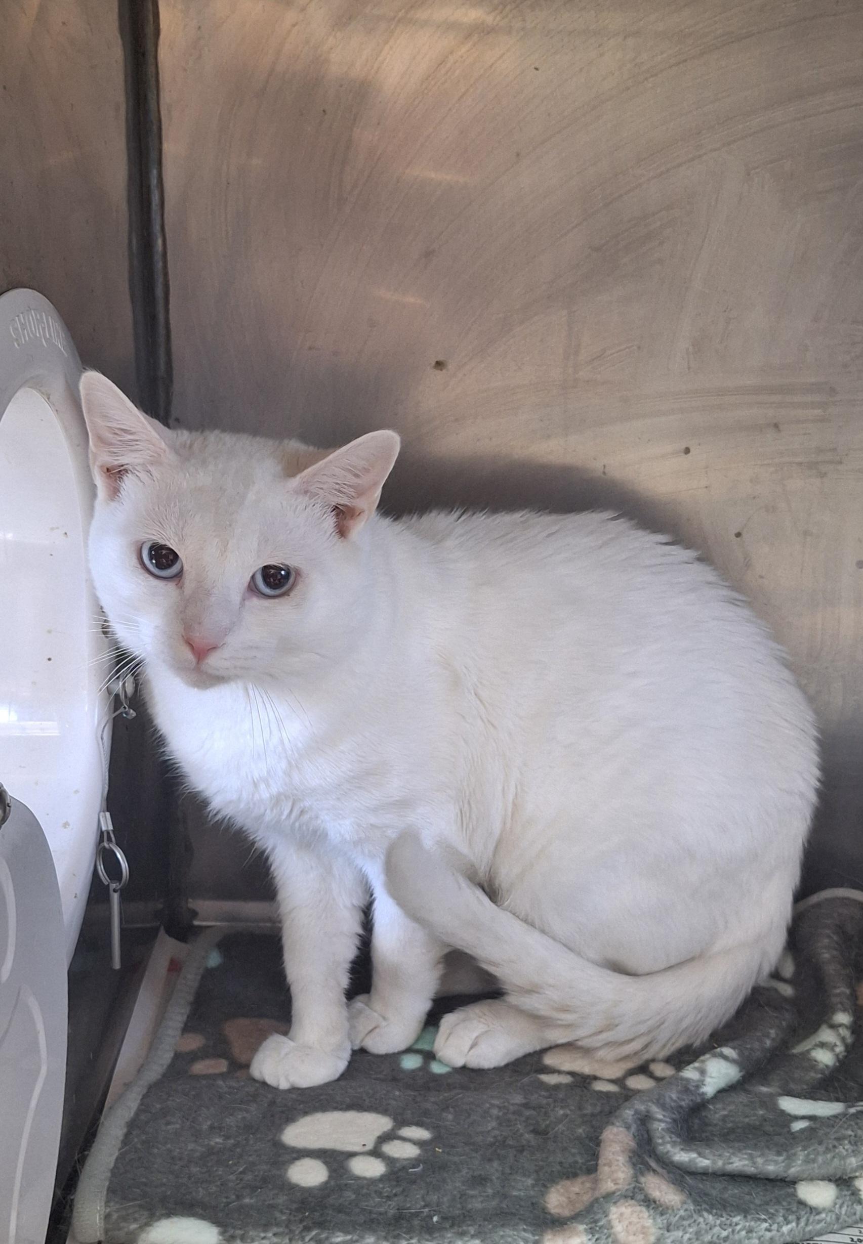 Enlarge Barn Cats, a Adoptable Domestic Short Hair in Stanton, KY image 2/5