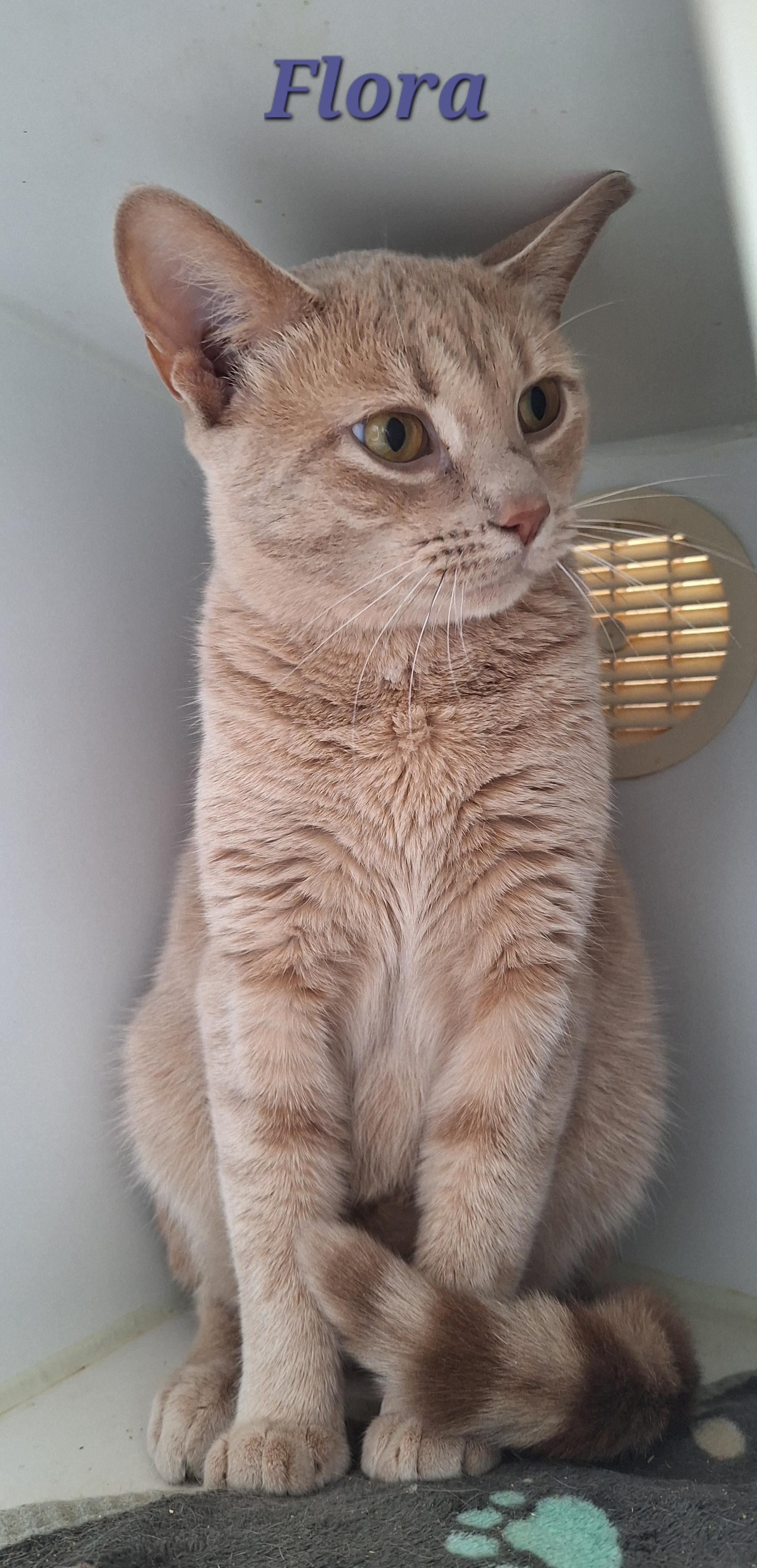 Enlarge Barn Cats, a Adoptable Domestic Short Hair in Stanton, KY image 4/5