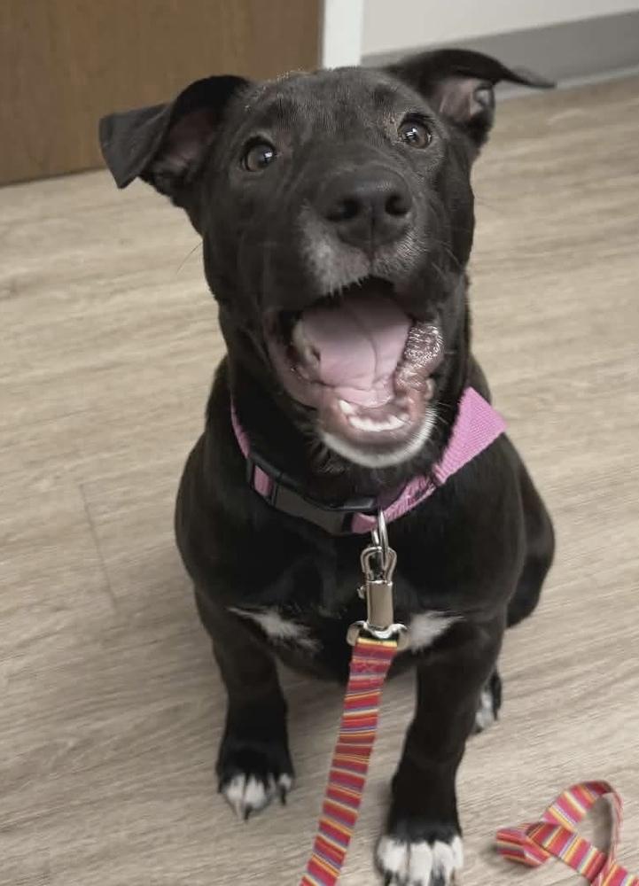 Dolly, a Adoptable mixed breed in Wendell, NC image 2/4