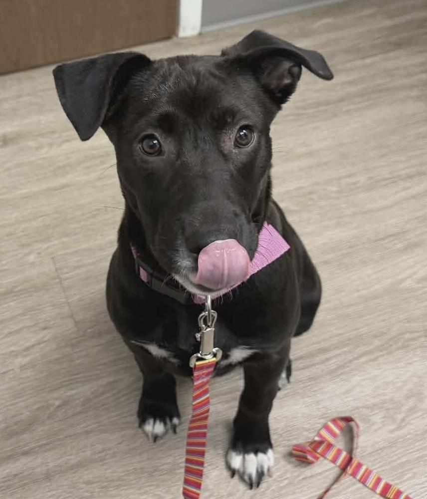 Dolly, a Adoptable mixed breed in Wendell, NC image 3/4