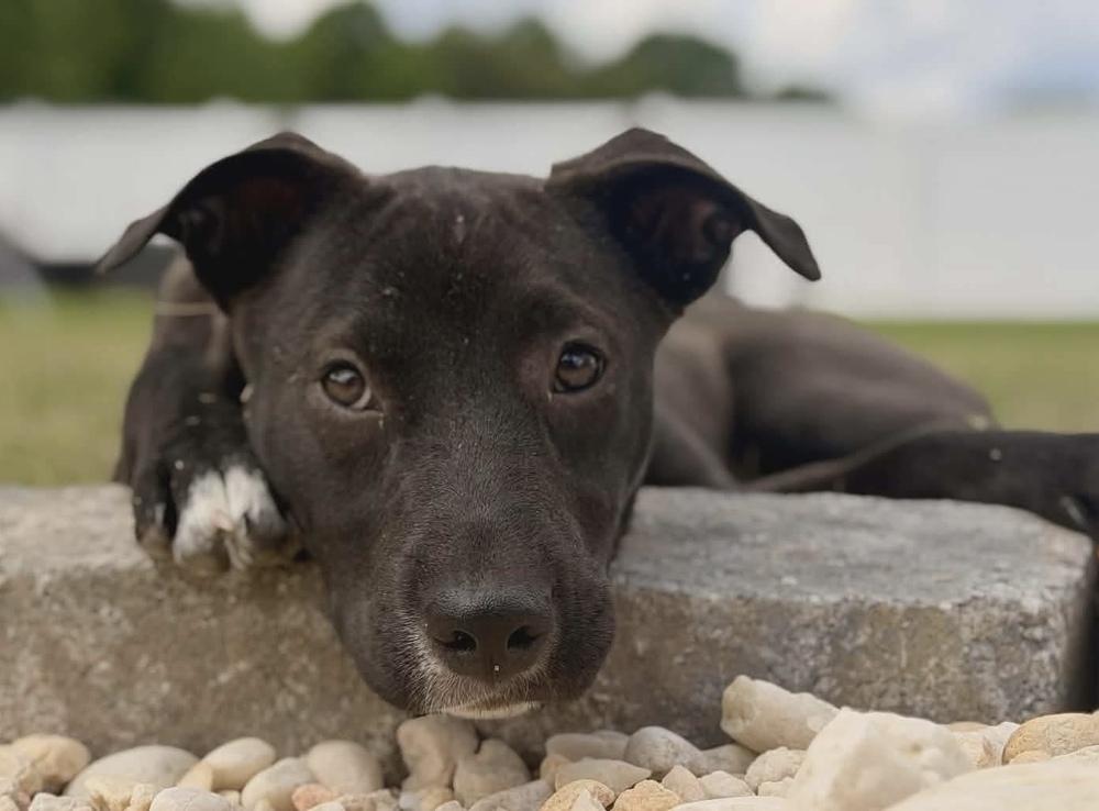Dolly, a Adoptable mixed breed in Wendell, NC image 4/4