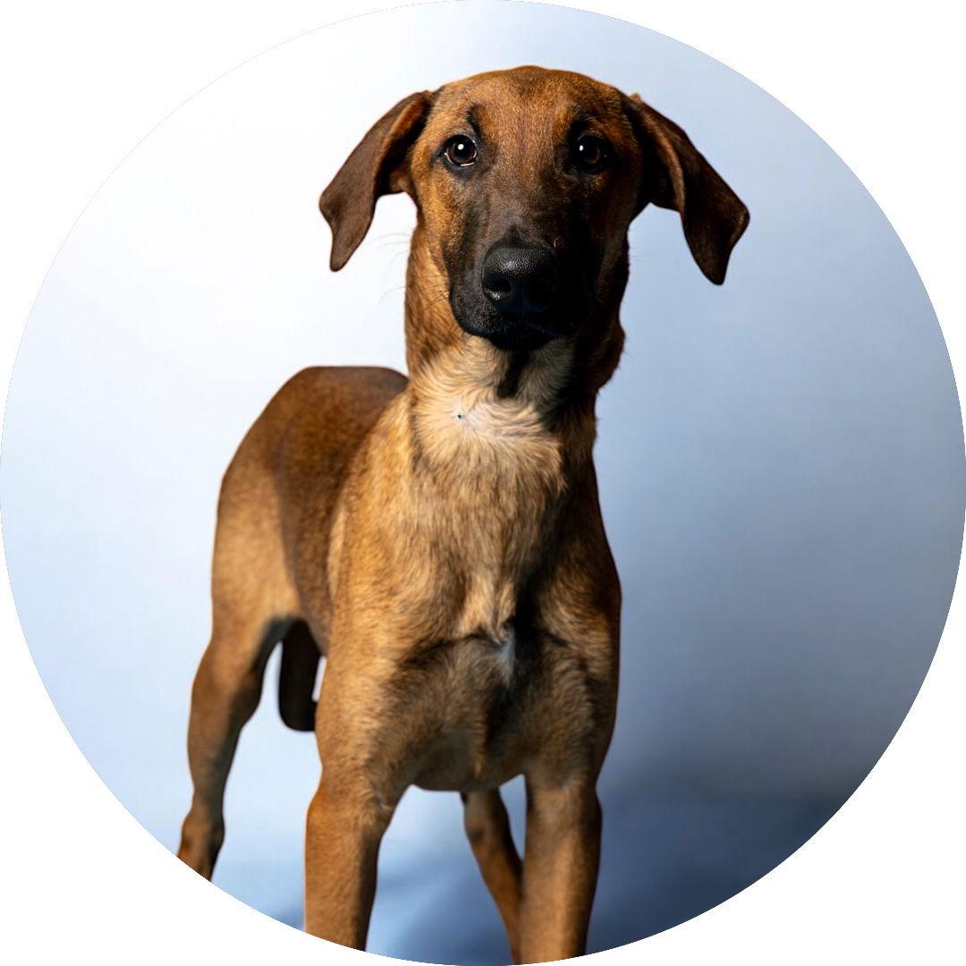 Ember, Adoptable, Puppy Male Doberman Pinscher.