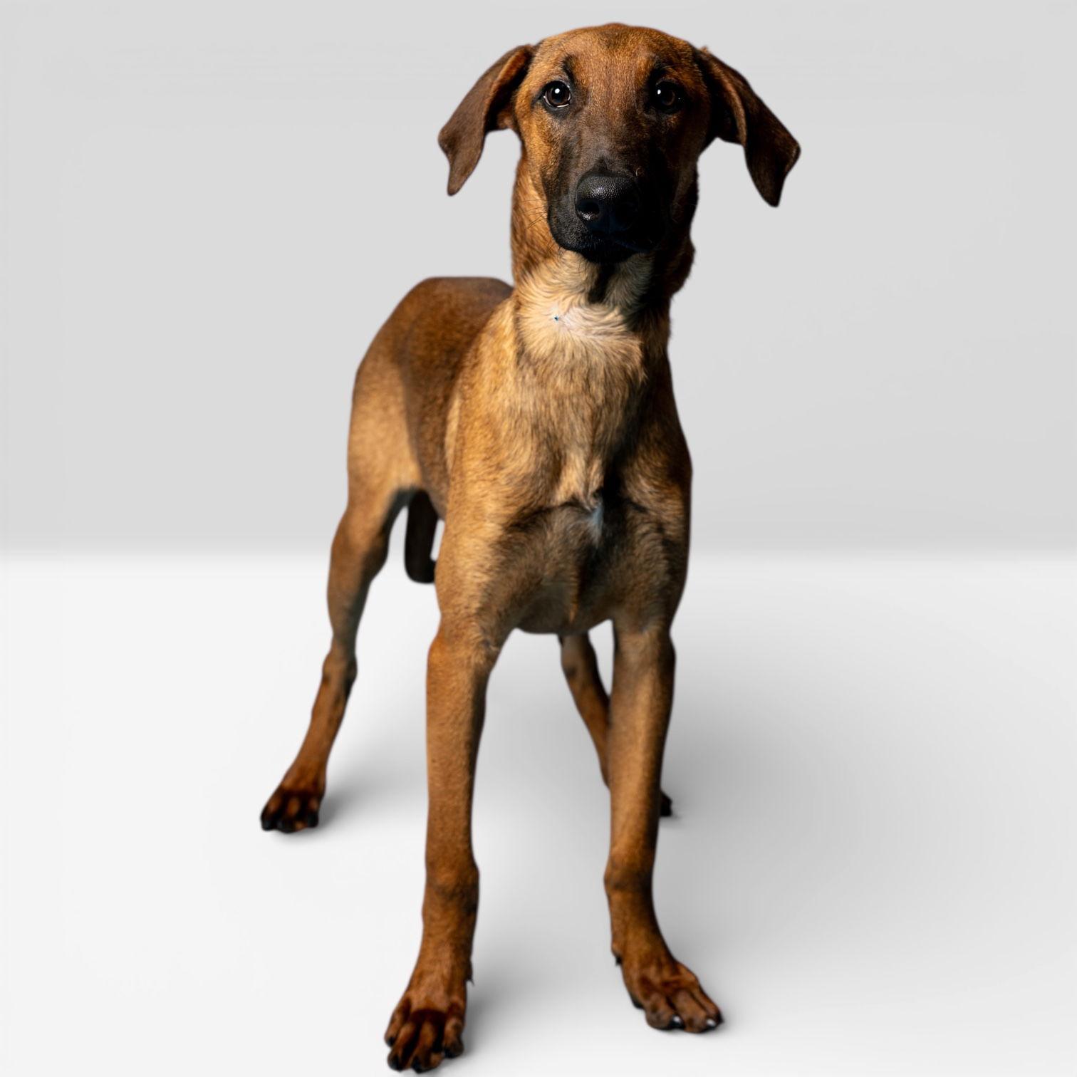 Ember, Adoptable, Puppy Male Doberman Pinscher.