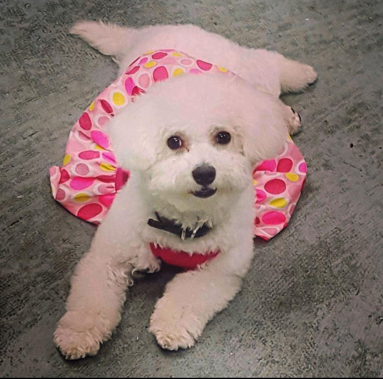 Mariah, ADOPTABLE, Adult Female Bichon Frise & Poodle.