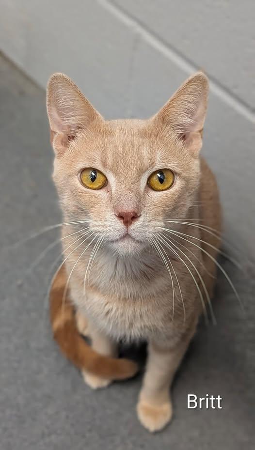 Britt, ADOPTABLE, Adult Male Domestic Short Hair.