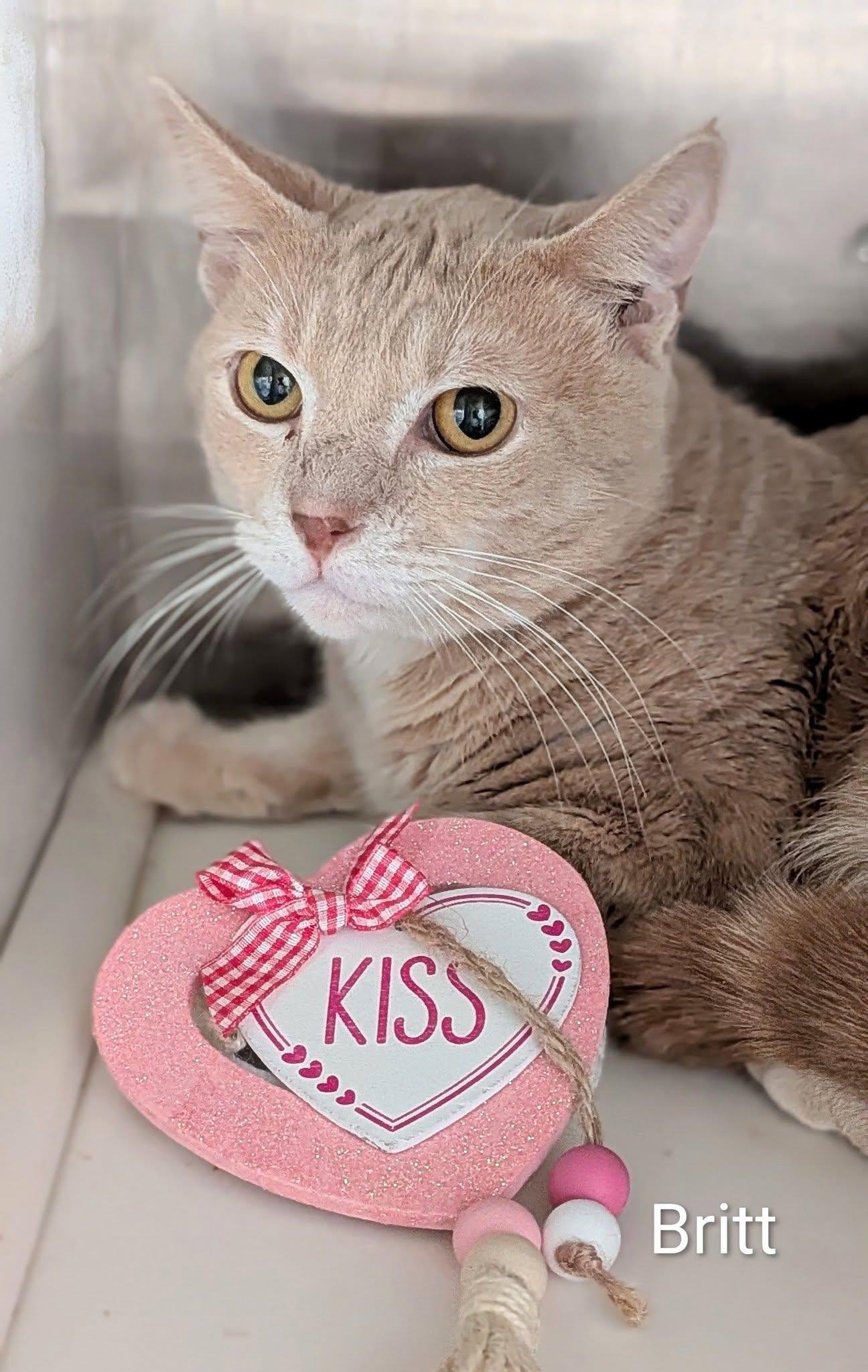 Enlarge Britt, a ADOPTABLE Domestic Short Hair in Flint, MI image 1/1