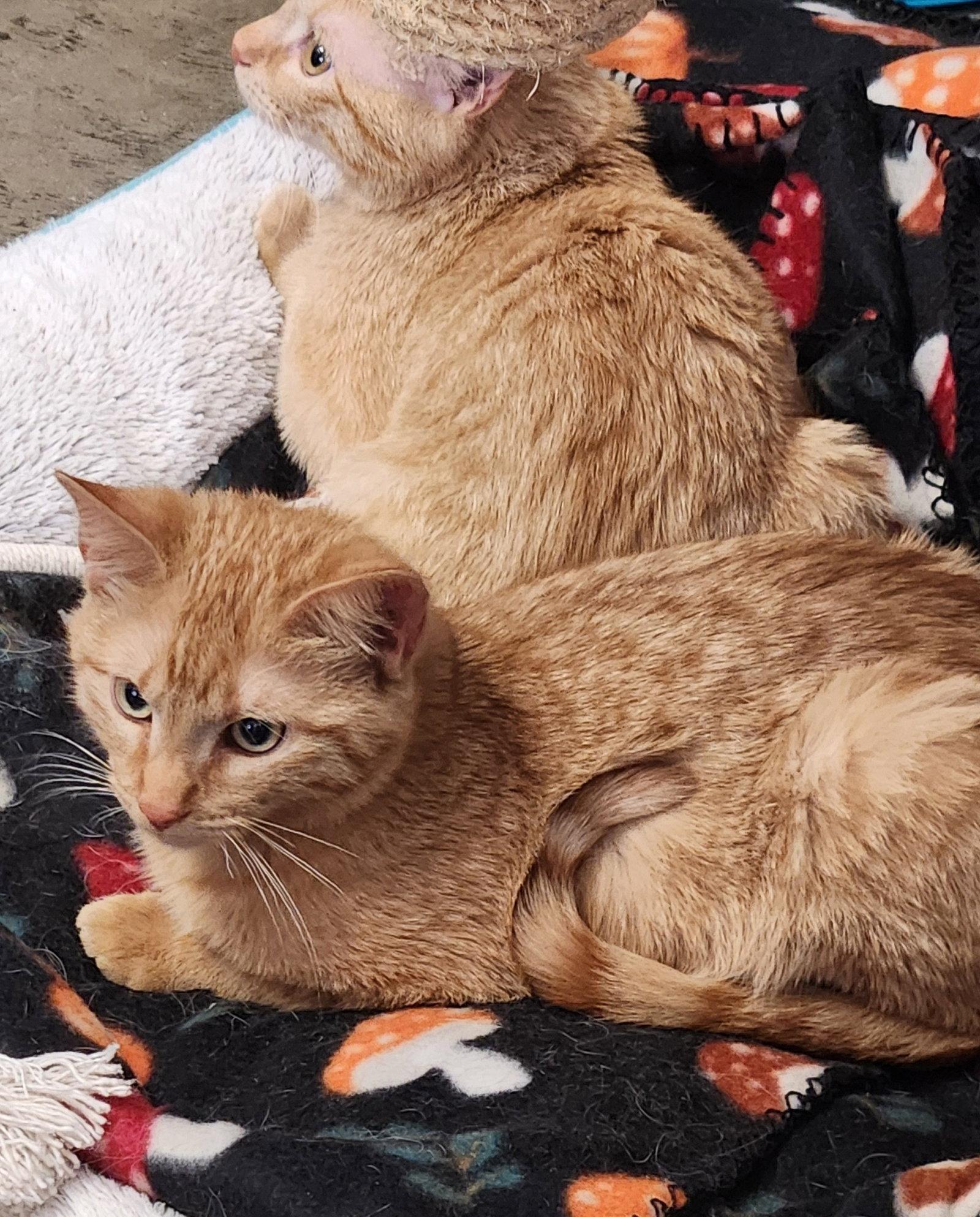 Odin, Adopted, Kitten Male American Shorthair & Tabby.