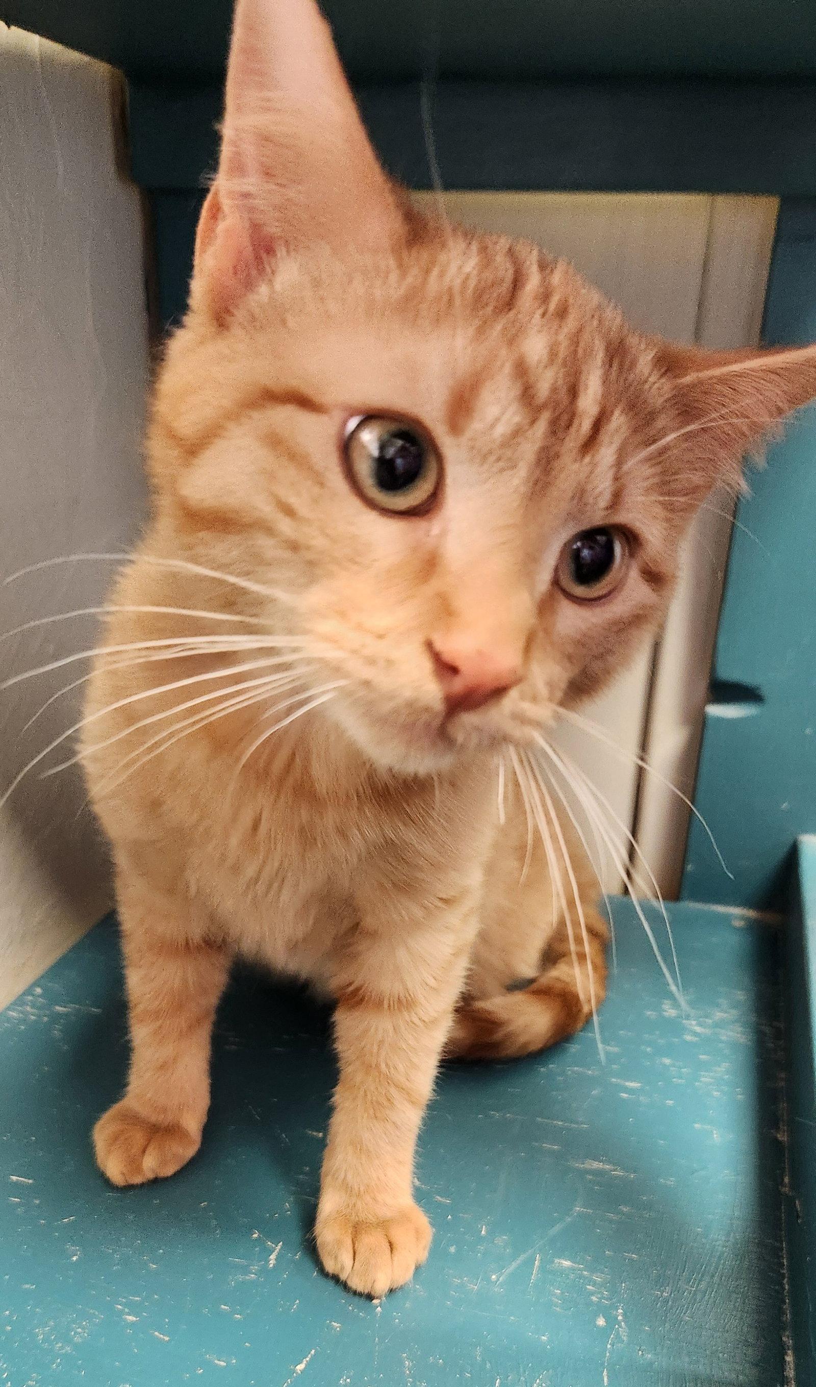 Enlarge Odin, a Adopted mixed breed in Clinton, OK image 2/3