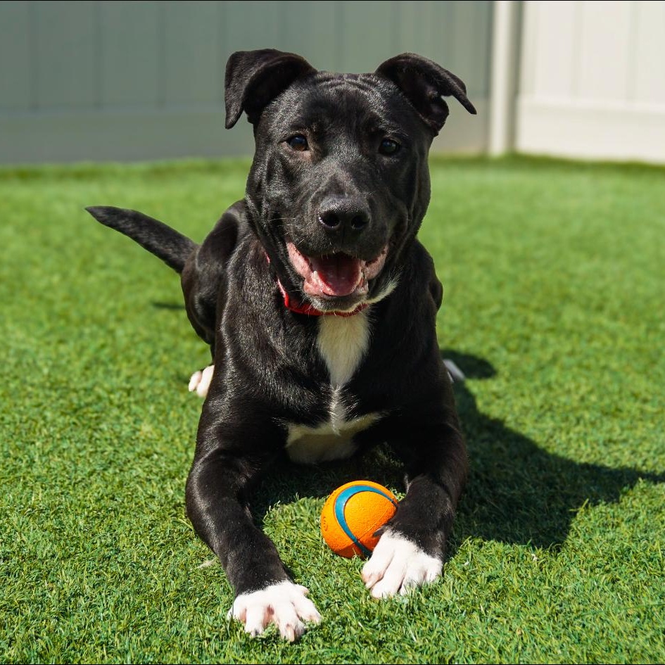 Arby — thumbnail 2