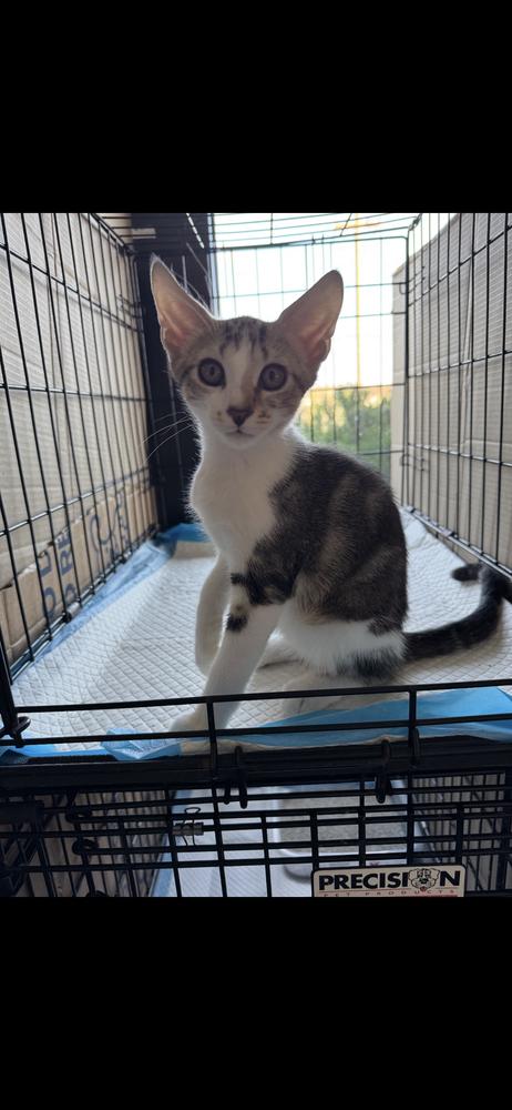 Enlarge Samuel L Jackson, a Adoptable Domestic Short Hair in North Brunswick, NJ image 1/1