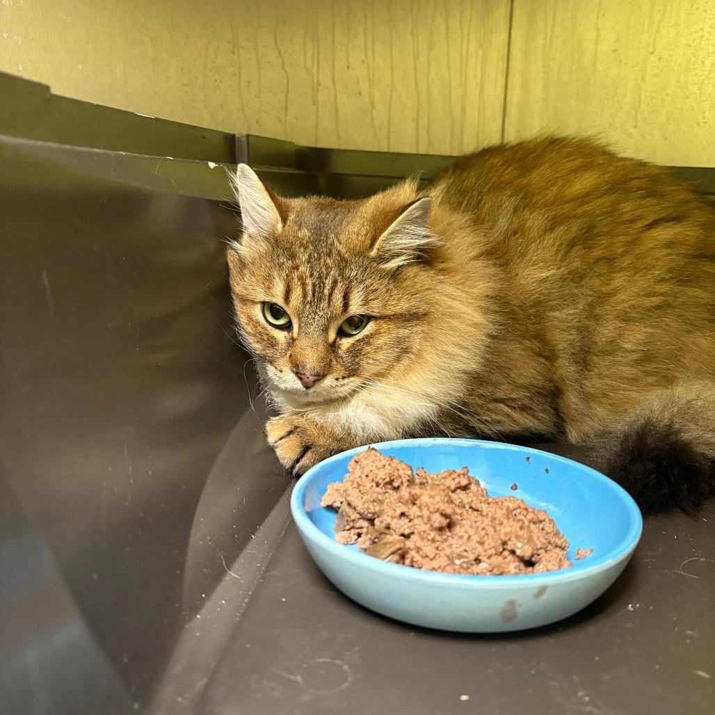 Bear, Adoptable, Adult Male Domestic Long Hair.