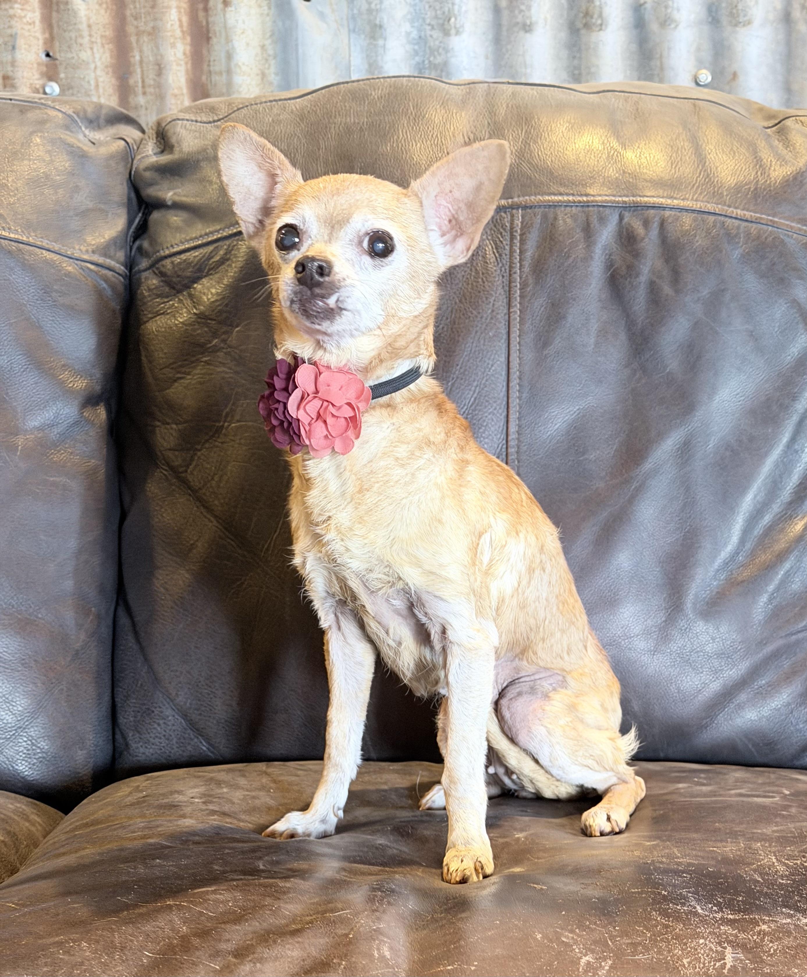 Sister, Adoptable, Senior Female Chihuahua.