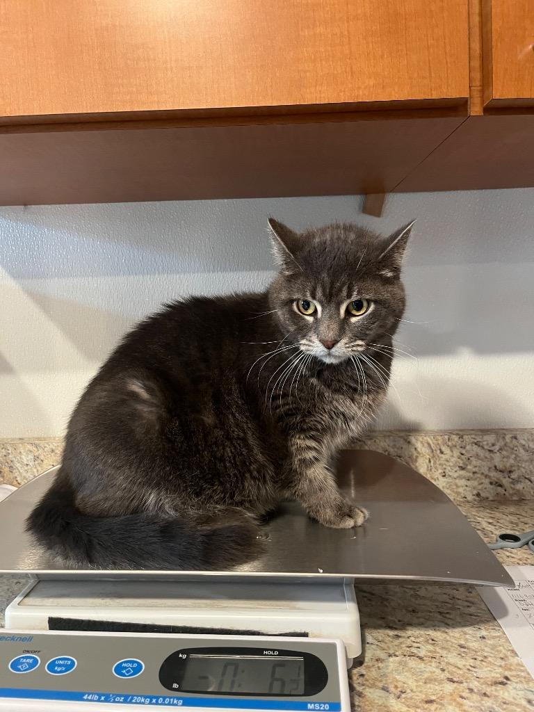 Stella, Adoptable, Adult Female Domestic Medium Hair.