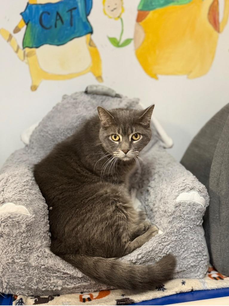 Stella, a Adoptable mixed breed in Peru, NY image 2/2