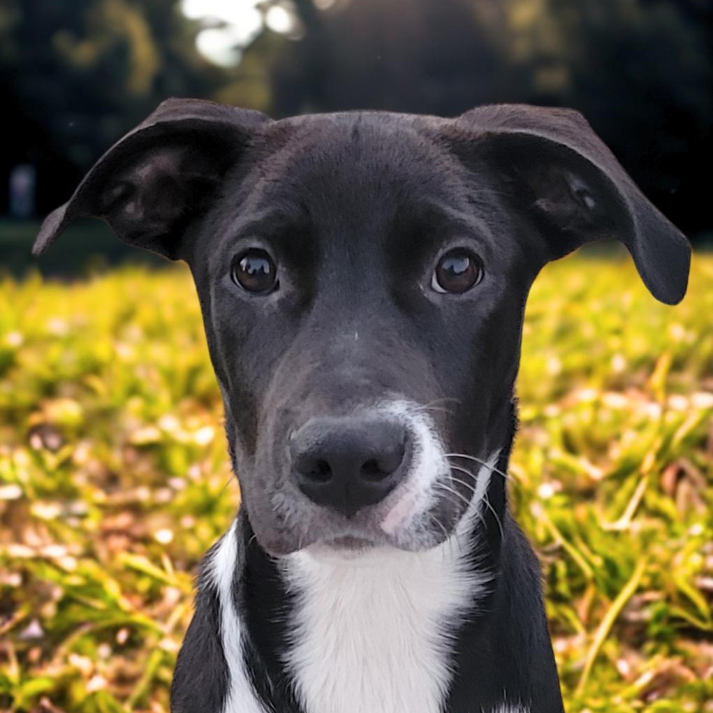 ELPHABA, Adoptable, Young Female Labrador Retriever.