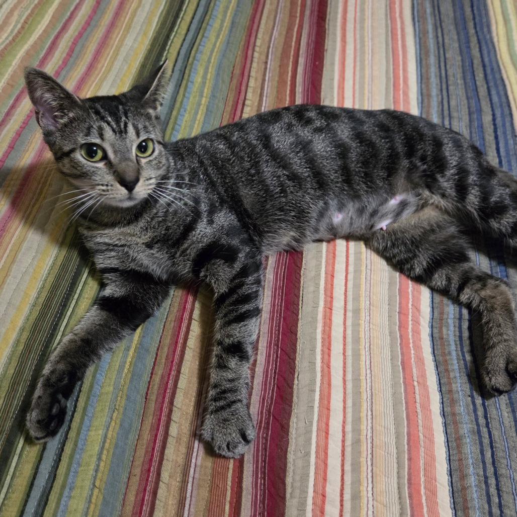 Enlarge Alley, a Adoptable Domestic Short Hair in Normal, IL image 1/1