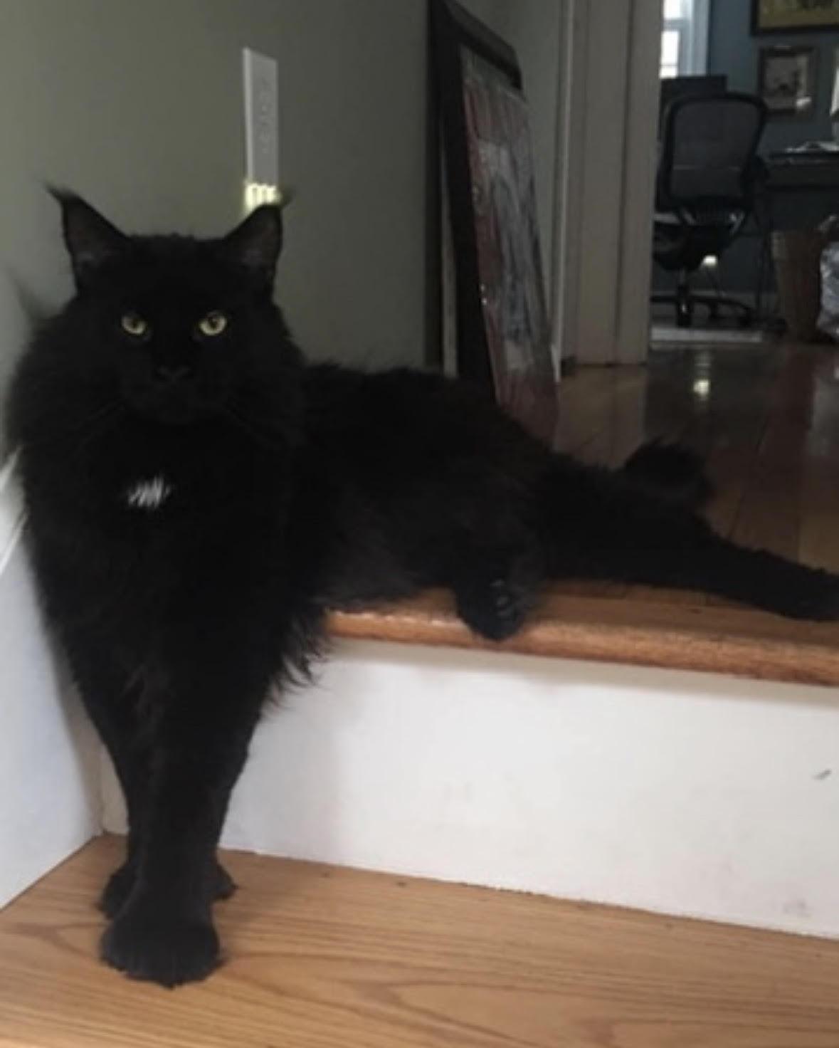 Enlarge MA - Mitt, a Adoptable Maine Coon in Hazlet, NJ image 2/4