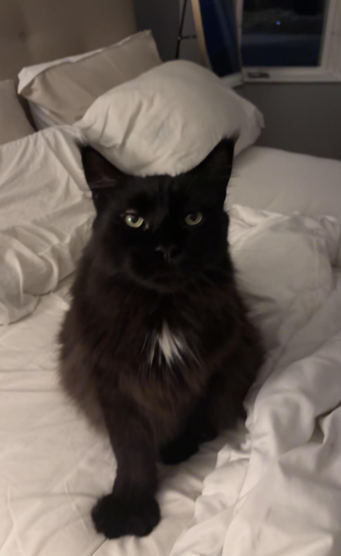 Enlarge MA - Mitt, a Adoptable Maine Coon in Hazlet, NJ image 1/4