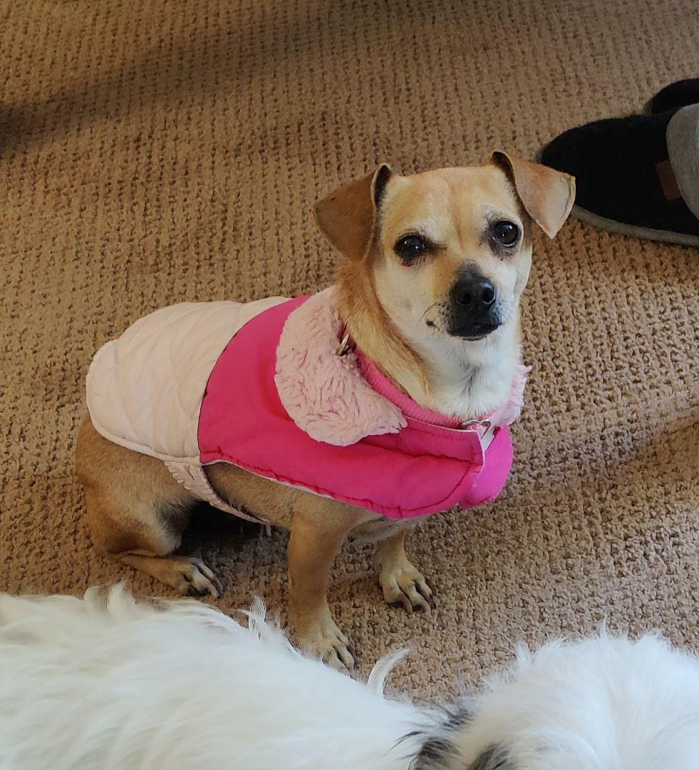 Lexi, Adopted, Young Female Chihuahua & Dachshund.