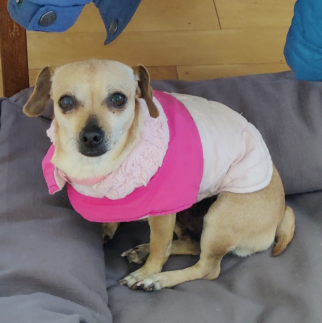 Lexi, Adopted, Young Female Chihuahua & Dachshund.