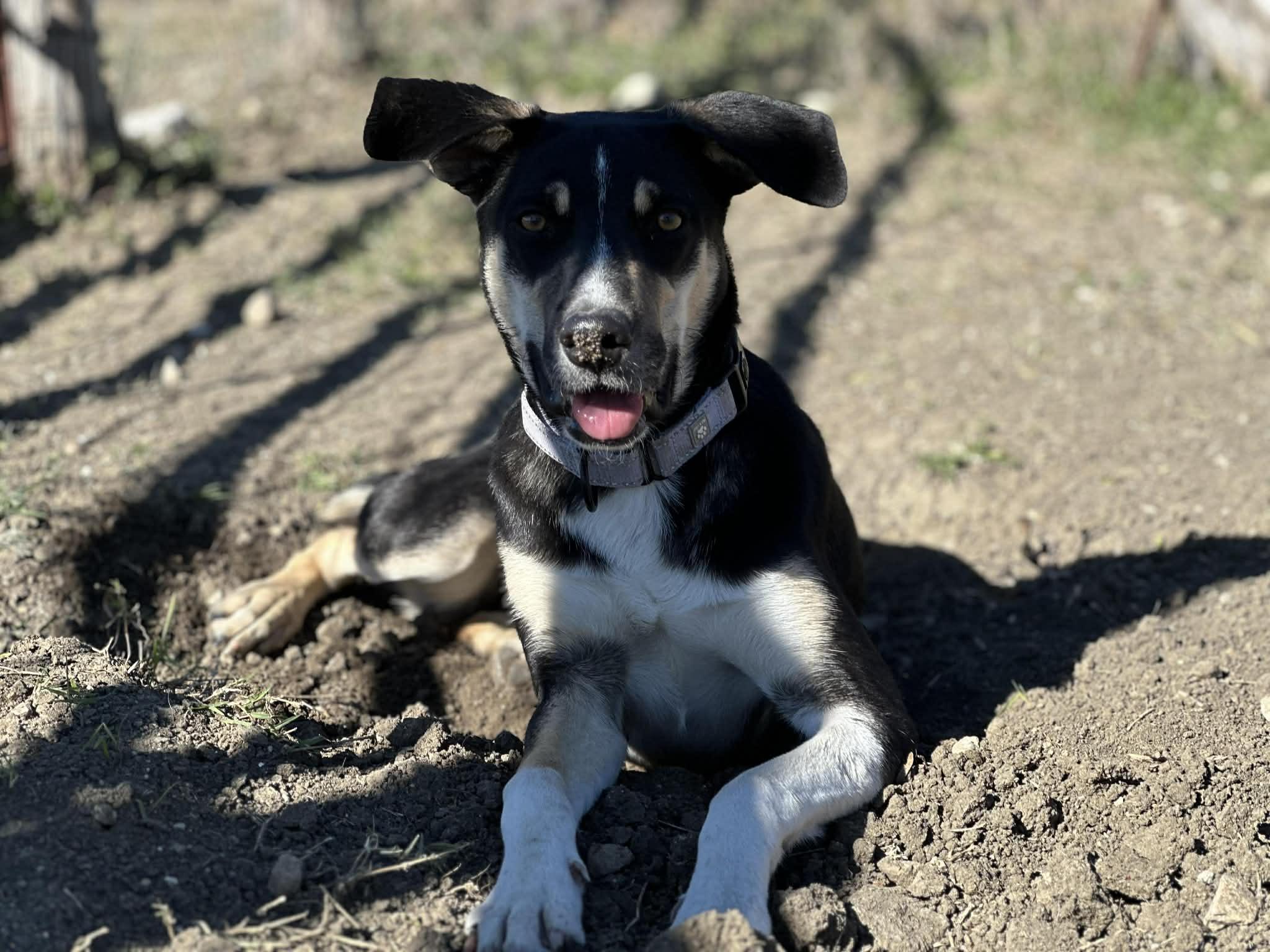 Okra, adopted, Young Female Border Collie & Hound.
