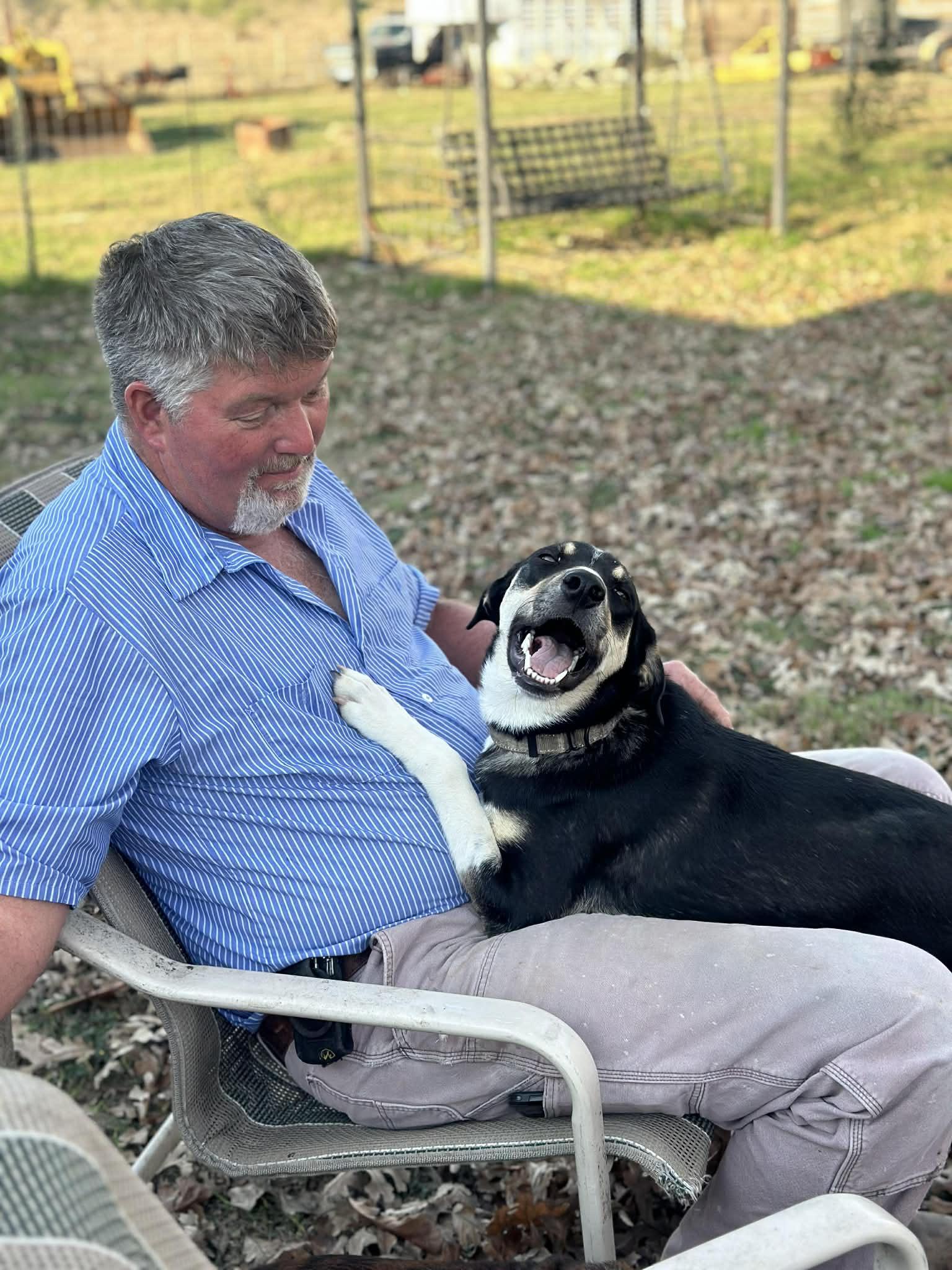 Enlarge Okra, an adopted mixed breed in Hagerstown, MD image 5/6