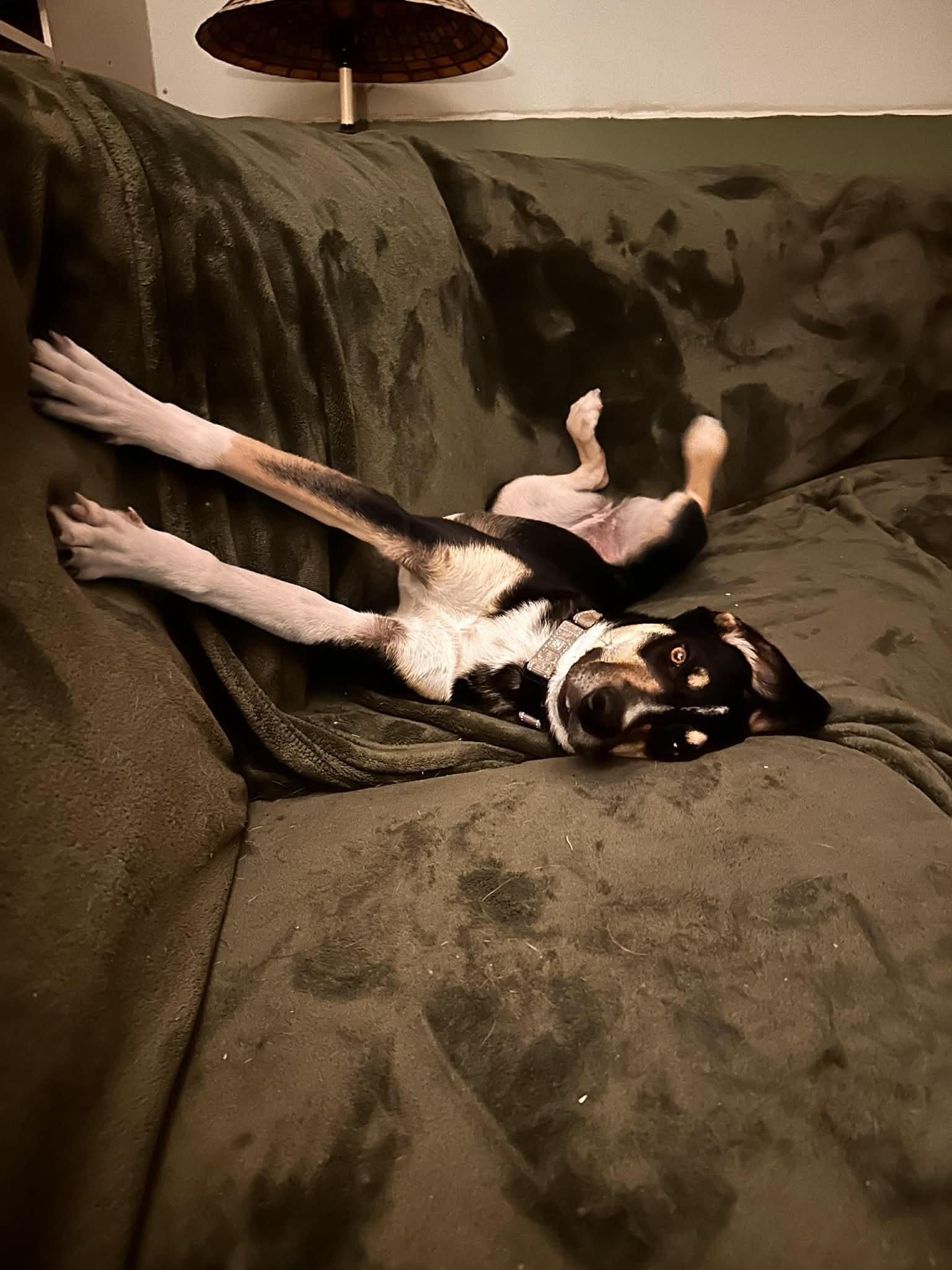 Enlarge Okra, an adopted mixed breed in Hagerstown, MD image 2/6