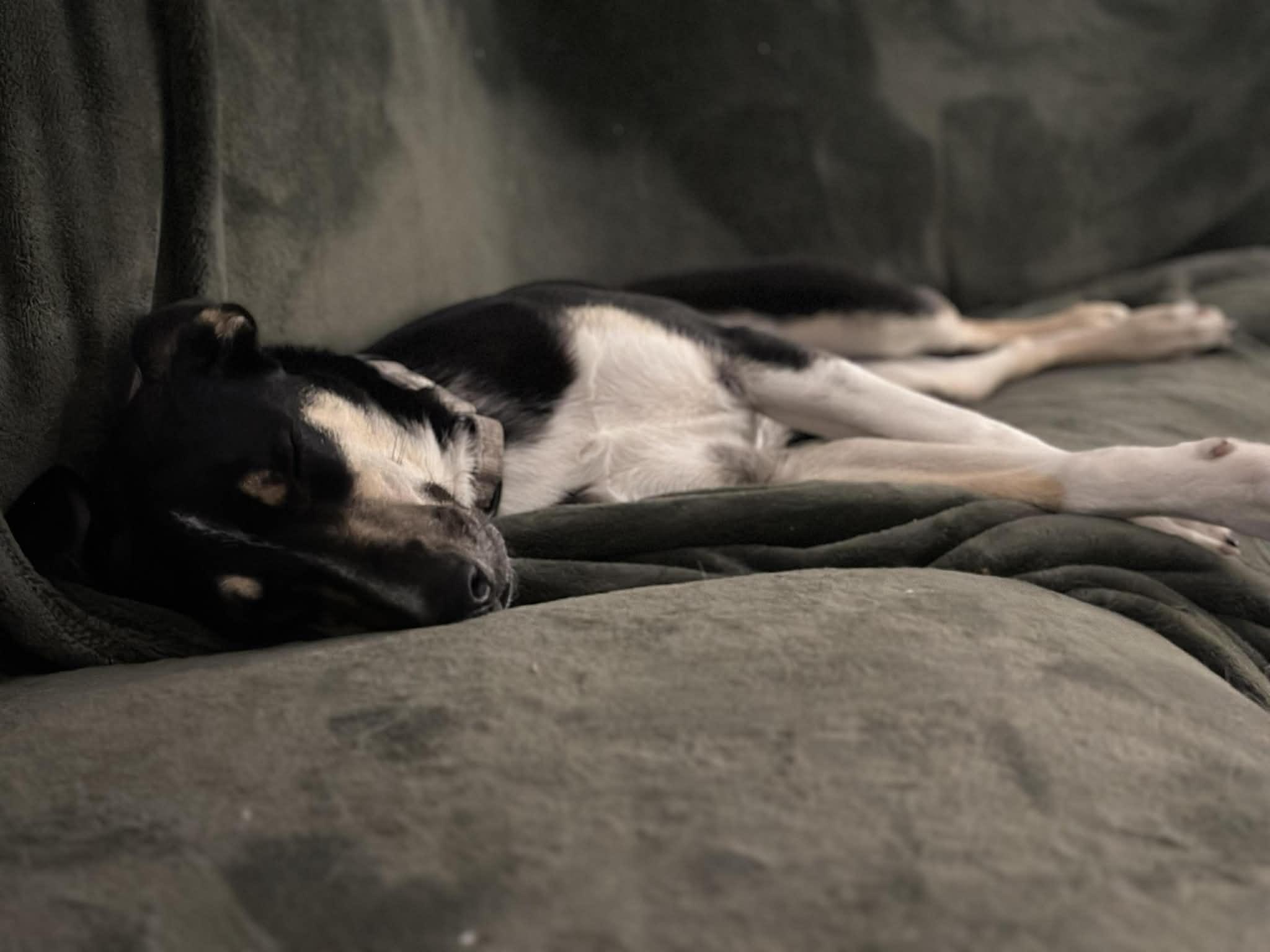 Enlarge Okra, an adopted mixed breed in Hagerstown, MD image 4/6